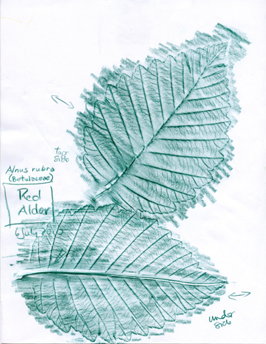 [get larger pic of Red-Alder-Betulaceae-Alnus-rubra-1]