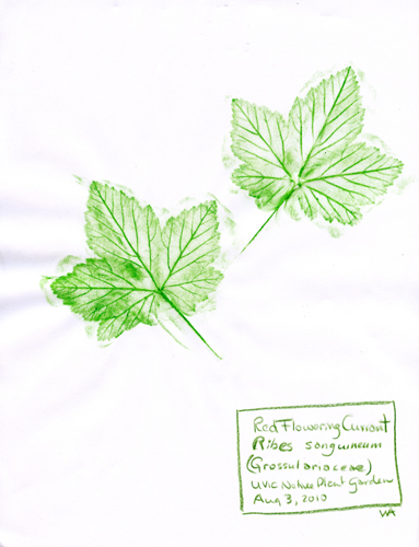 Red-Flowering-Currant-Grossulariaceae-Ribes-sanguineum