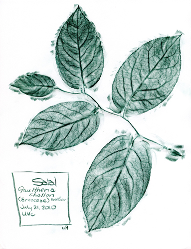 [get larger pic of Salal-Ericaceae-Gaultheria-shallom-1]