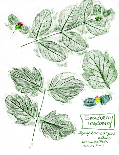 [get larger pic of Snowberry-Waxberry-Symphoricarpos-albus-1]