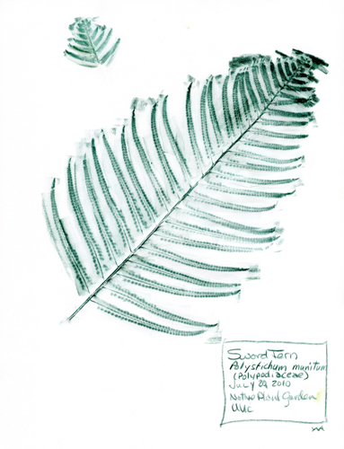 [get larger pic of Sword-Fern-Polypodiaceae-Polystichum-munitum-1]