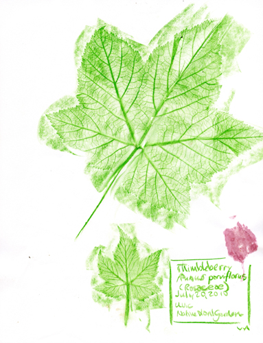 [get larger pic of Thimbleberry-Rosaceae-Rubus-parviflorus-1]