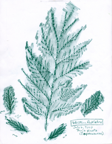 [get larger pic of Western-Red-Cedar-Cupressaceae-Thuja-plicata-1]