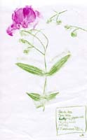 Beach-Pea-Fabaceae-Lathyrus-japanicus-1