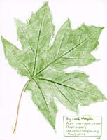 Big-Leaf-Maple-leaf-Aceraceae-Acer-macrophyllum