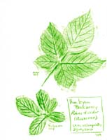 Blackberry-Himalayan-Rosaceae-Rubus-discolor-1