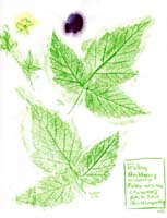 Blackberry-Trailing-Rosaceae-Rubus-ursinus-1