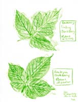 Blackberry-Trailing-Rubus-ursinus-Himalayan-Rubus-discolor-1