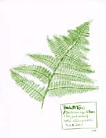 Bracken-Fern-Polypodiaceae-Pteridium-aquilinum