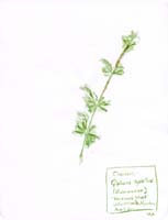 Cleavers-Rubiaceae-Galium-aparine