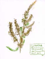 Curled-Dock-seedstalk-Polygonaceae-Rumex-crispus