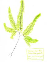 Maidenhair-Fern-Adiantum-pedatum-1