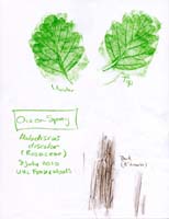Ocean-Spray-Rosaceae-Holodiscus-discolor-1