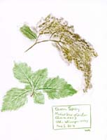 Ocean-Spray-flowers-Rosaceae-Holodiscus-discolor