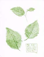 Red-Alder-tip-Betulaceae-Alnus-rubra