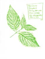 Red-Osier-Dogwood-Cornaceae-Cornus-sericea-1