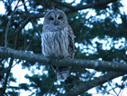 Barred Owl