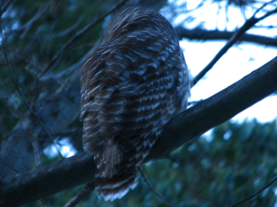 Barred Owl Back