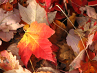 Coloured Maple Leaves