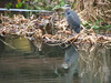 Great Blue Heron by Faculty Club pond