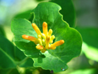 Honeysuckle Blossom