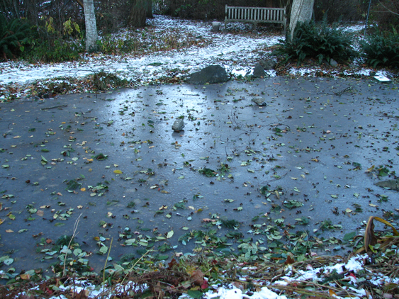 Native Plant Garden pond ice