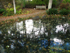 Native Plant Garden pond - Aug 11, 2010