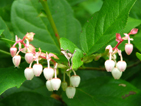 Salal Blossom