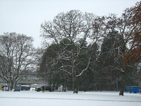 Snowy Oaks