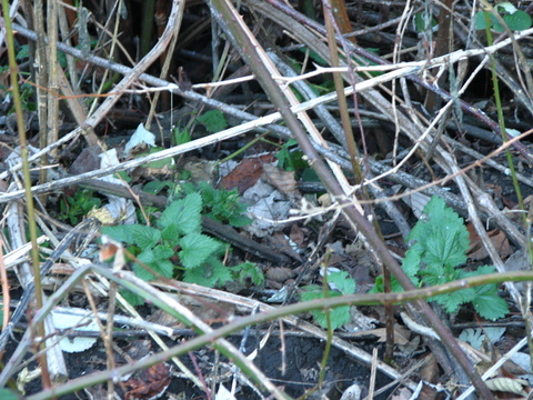 Stinging Nettles - young growth