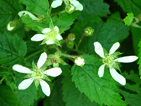 Trailing Blackberry Blossom