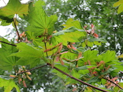 Vine Maple (Acer circinatum)