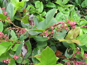 Salal (Gaultheria shallon)