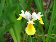 Yellow-flag Iris (Iris pseudacorus)