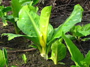 Swamp Lantern a.k.a. Skunk Cabbage (Lysichiton americanus)