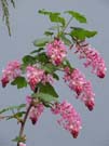Red-Flowering Currant (Ribes sanguineum)