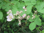 Himalayan Blackberry (Rubus discolor)
