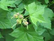 Thimbleberries (Rubus parviflorus)