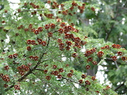 Western Hemlock (Tsuga heterophylla)